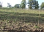 A Estrada