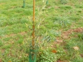 DSCN0794
