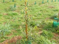 DSCN0795