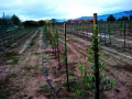 IMG-20121116-WA0004