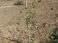 DSCN0321