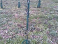 IMG-20140124-WA0012